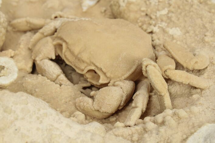 Fossil Crab (Potamon) Preserved in Travertine - Turkey #242889
